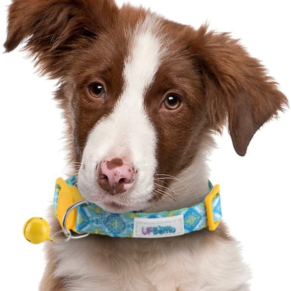 Cat / Small Dog Collar